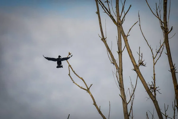 Oiseau Sur Arbre — Photo