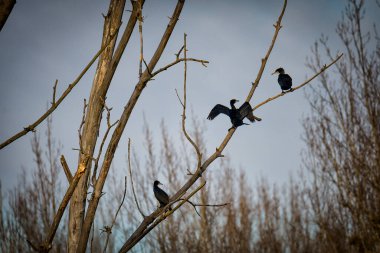 Ağaç dalı kuşlarda