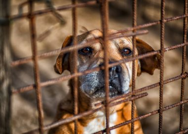 Evsiz köpek kafeste.