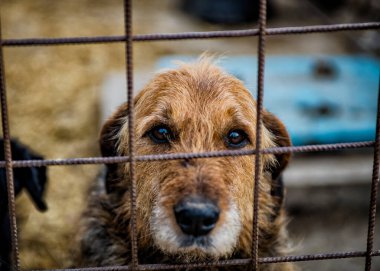 Köpek vasıl belgili tanımlık sığınak