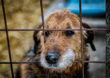 Köpek vasıl belgili tanımlık sığınak
