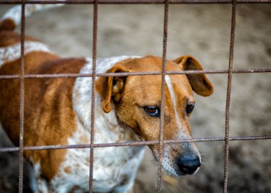 Köpek vasıl belgili tanımlık sığınak
