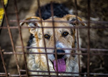 Köpek vasıl belgili tanımlık sığınak
