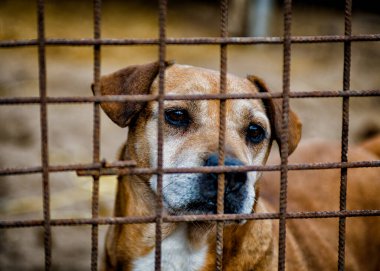 Köpek vasıl belgili tanımlık sığınak