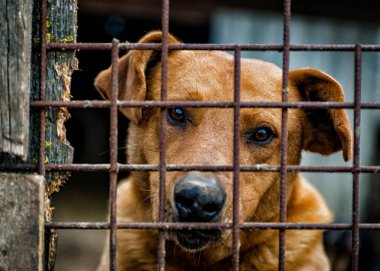 Köpek vasıl belgili tanımlık sığınak