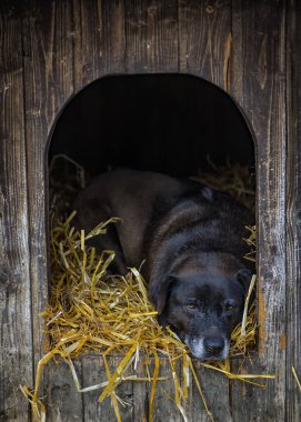Şirin bir köpeğin portresi.