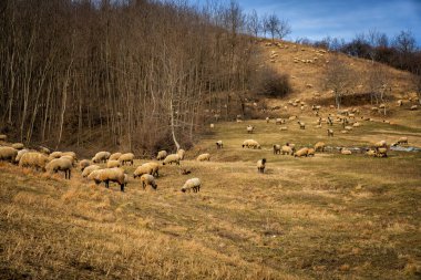 Kırsalda yeşil bir çayırda otlayan koyunlar.