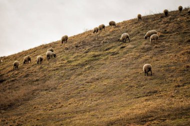 Çayırda koyun sürüsü