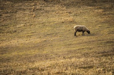 Utah çölünde otlayan bir koyun sürüsü.