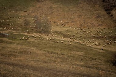 Dağlarda otlayan bir koyun sürüsü