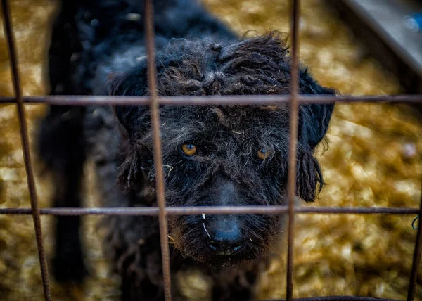 Perros Refugio — Foto de Stock