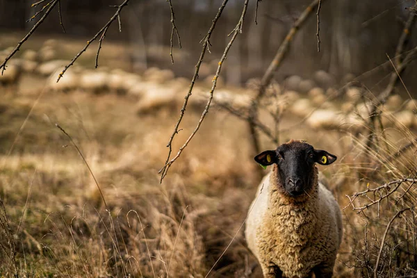 Får Fältet — Stockfoto