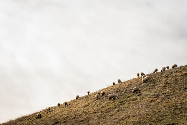 Moutons Dans Les Montagnes — Photo