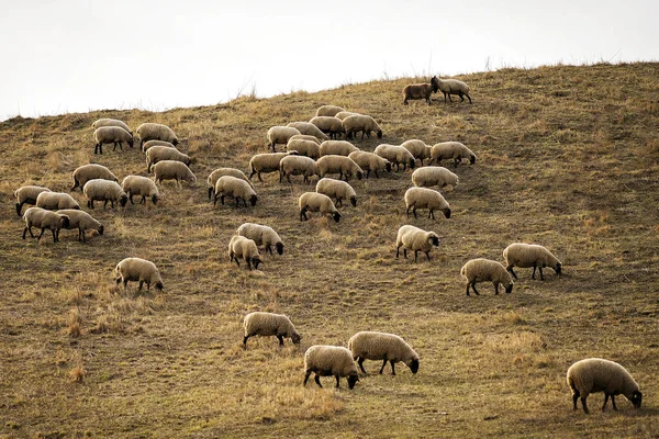 Kudde Schapen Het Weiland — Stockfoto