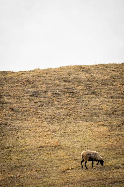 Pâturage Des Moutons Sur Terrain — Photo