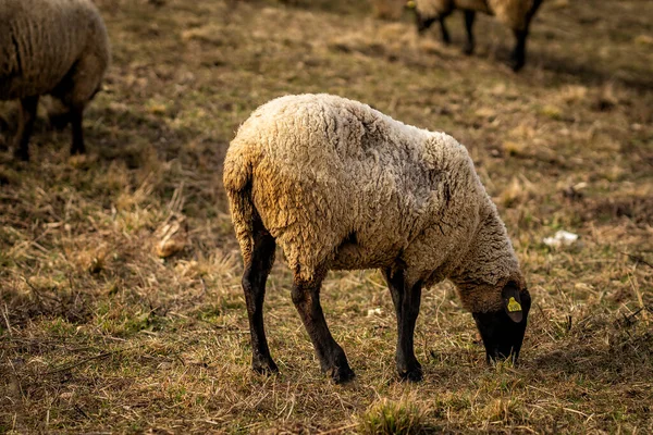 Får Som Betar Betesmark Landsbygden — Stockfoto