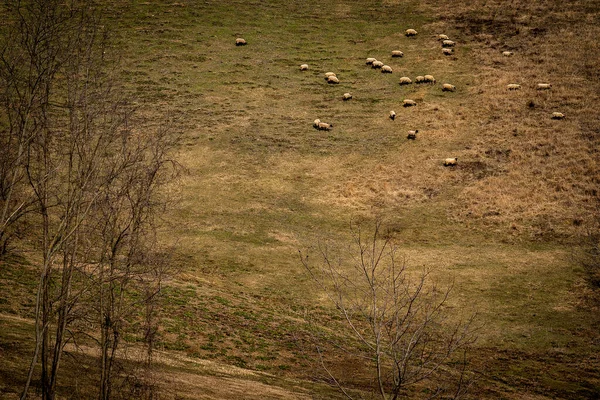 Landscape Sheep — Φωτογραφία Αρχείου
