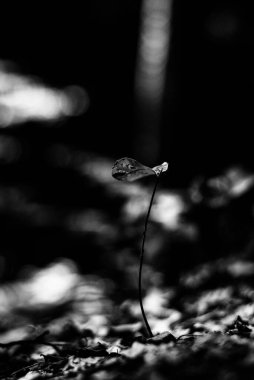 Güzel botanik fotoğrafı, doğal duvar kağıdı.