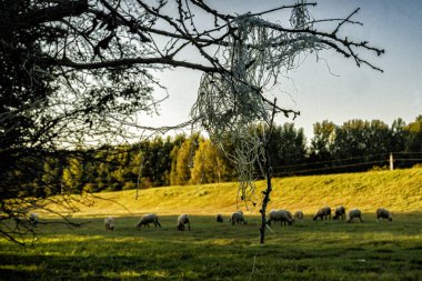 Yeşil bir çayırda otlayan bir koyun sürüsü