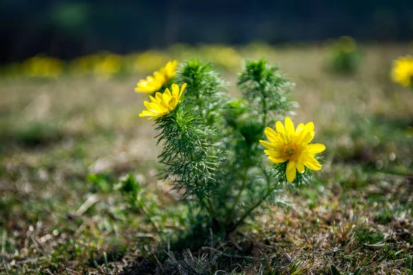 Hermosas Flores Jardín — Foto de Stock