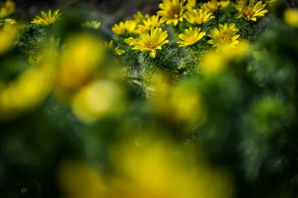 Flores Diente León Amarillo Jardín — Foto de Stock