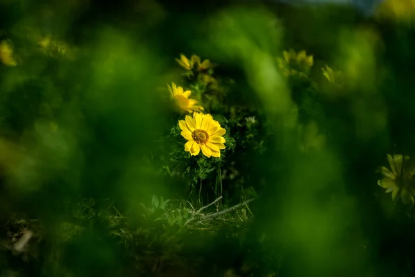 Lindas Flores Amarelas Jardim — Fotografia de Stock