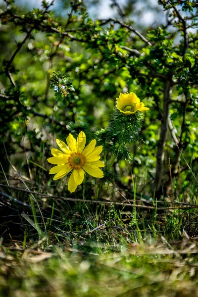 Gele Bloemen Tuin — Stockfoto