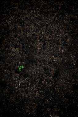 kopyalama alanı olan yeşil toprak dokusu