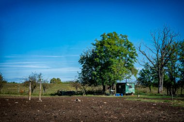Ormanın kıyısındaki ağaç