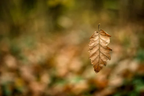 Folhas Árvores Caem Chão — Fotografia de Stock