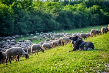 evcil kümes hayvanları, çiftlik hayvanları, tarım, tarım, tarım, hayvanlar, tavuklar, tavuklar, hlzener,