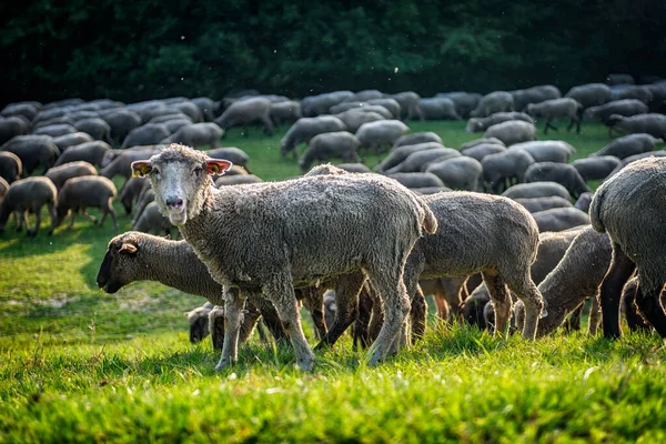 Domestic Poultry Farm Livestock Agriculture Farming Animals Chicken Chickens Hlzener — Stockfoto