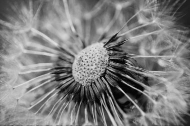 Güzel karahindiba çiçeklerinin yakın görüntüsü