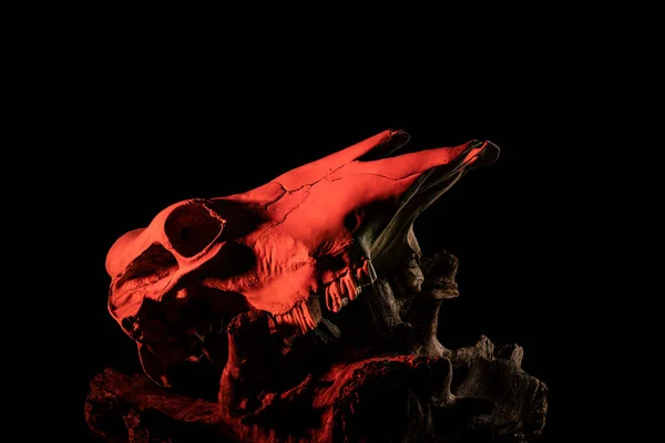 Koyu Siyah Arkaplanda Kafatası Görüntüleme — Stok fotoğraf