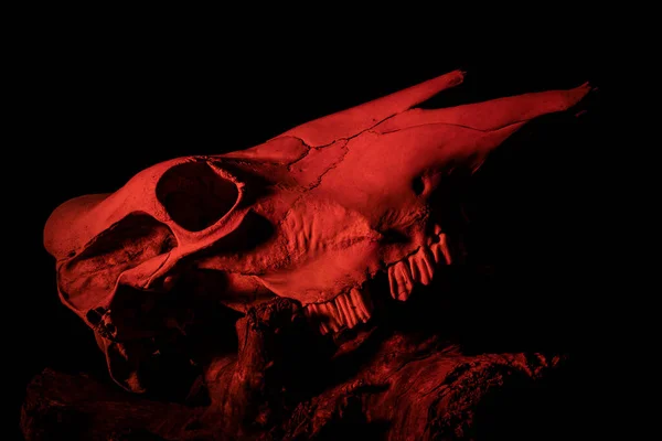 Crânio Com Esqueleto Sobre Fundo Preto — Fotografia de Stock
