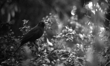 Güzel kuşa yaklaş.