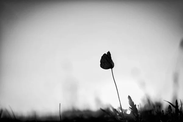 Όμορφα Λουλούδια Μαύρο Φόντο — Φωτογραφία Αρχείου