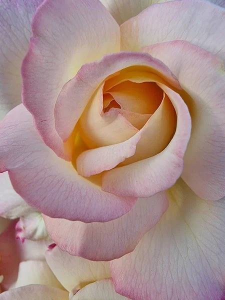 Belle Fleur Rose Rose Dans Jardin — Photo