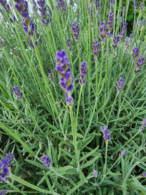 Bahçedeki güzel çiçekler