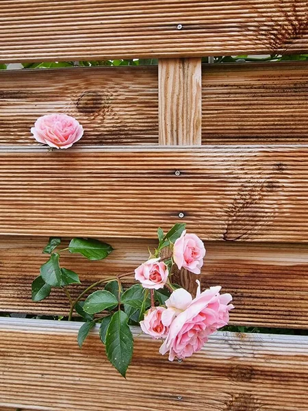 木制桌子上的红玫瑰 — 图库照片