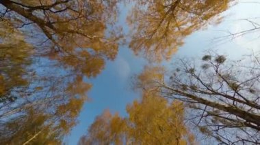 Sonbahar huş ağacının sarı yaprakları mavi gökyüzünün arka planında.