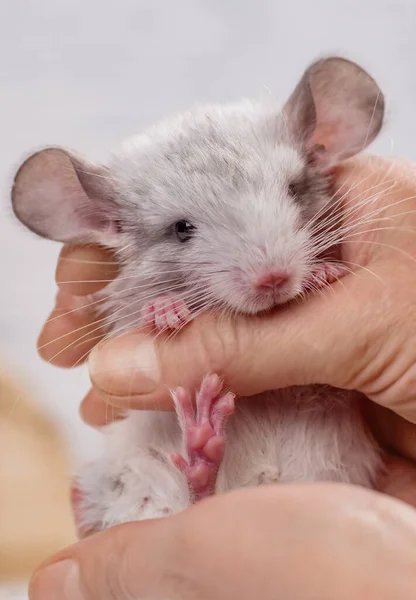 Kleinkind Chinchilla sitzt in weiblichen Menschenhänden. — Stockfoto