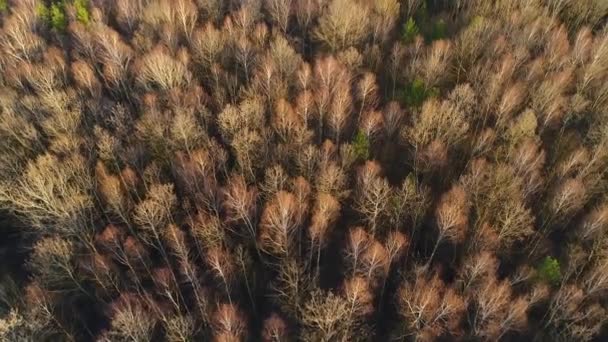 Flug über die Wipfel der Frühlingsbäume des ukrainischen Waldes. — Stockvideo