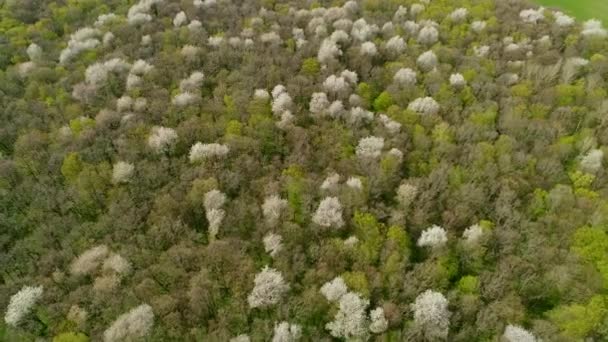 Flyg över den ukrainska vårskogen i april. Skogskörsbär blommar. — Stockvideo