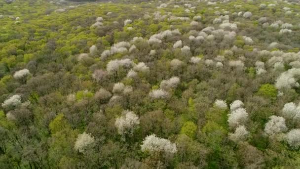 Vuelo sobre el bosque ucraniano de primavera. Cerezas del bosque están floreciendo. — Vídeo de stock