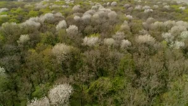 Flug über den ukrainischen Frühlingswald im April. Waldkirschen blühen. — Stockvideo