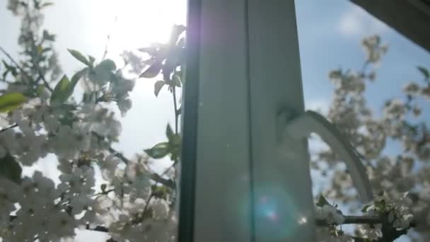 Λευκό μεταλλικό-πλαστικό παράθυρο. Πίσω από το γυαλί είναι ένα ανθισμένο κλαδί κερασιάς.. — Αρχείο Βίντεο