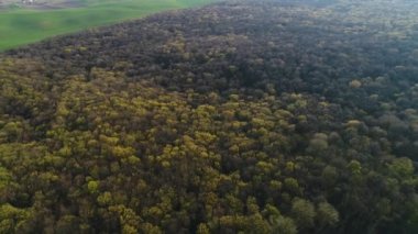 Ukrayna ormanlarındaki bahar ağaçlarının üzerinden uçmak.