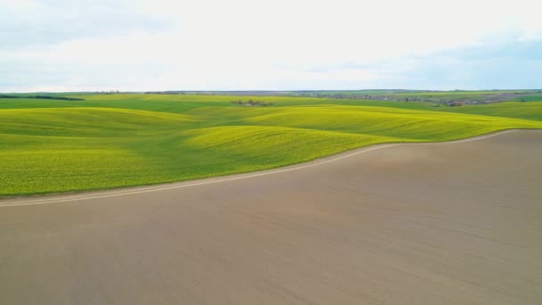 Närmar sig under flygning till de blommande rapsfälten. Flygbild. — Stockvideo