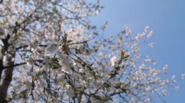 Bahar kiraz çiçekleri. Güneşli hava, mavi gökyüzü, çiçekler üzerindeki arılar..